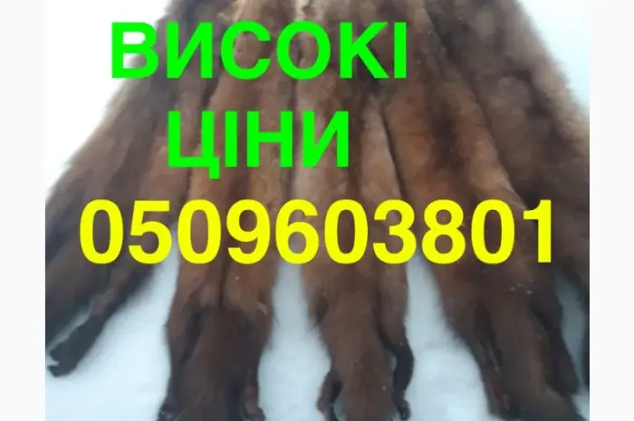Куплю куницу ДОРОЖЕ ДРУГИХ- фото № 1