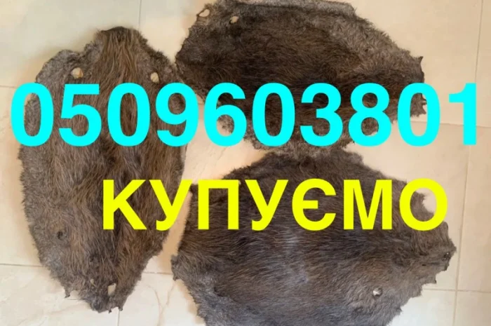 Покупаем дорого сухие шкуры бобра, не соленые- фото № 1
