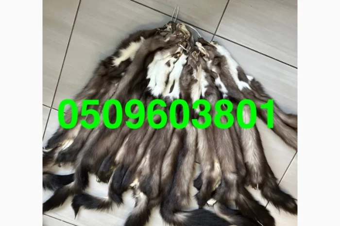 Куниця камʼянка вичинена- фото № 1