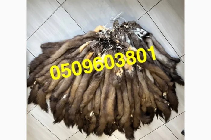 Вичинена куниця лісова/вичинка заводська- фото № 1