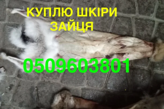 Купуємо сухі не солені шкіри зайця дорого- фото № 1