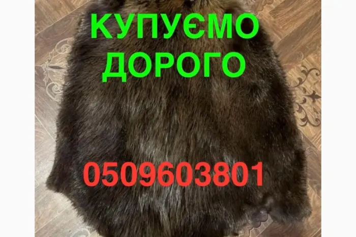Покупаем ДОРОГО сухие не соленые шкуры бобра- фото № 1