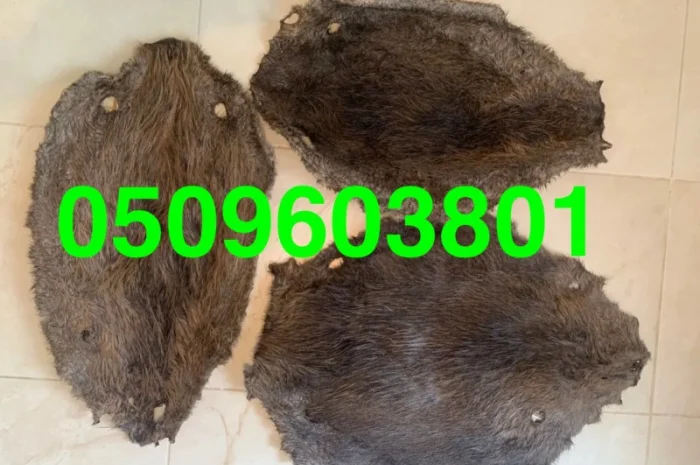 Покупаем самые дорогие в Украине сухие не соленые шкурки бобра- фото № 1