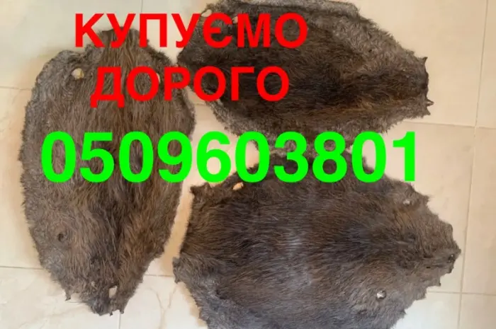 Шкуры бобра сухие не соленые ПОКУПАЕМ ДОРОГО- фото № 1
