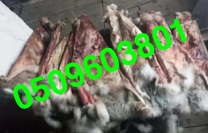 Покупаем сухие шкуры зайца- фото № 1