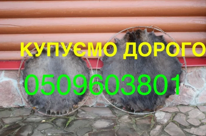 Покупаем дорого сухие не соленые шкуры бобра без жира и мяса- фото № 1