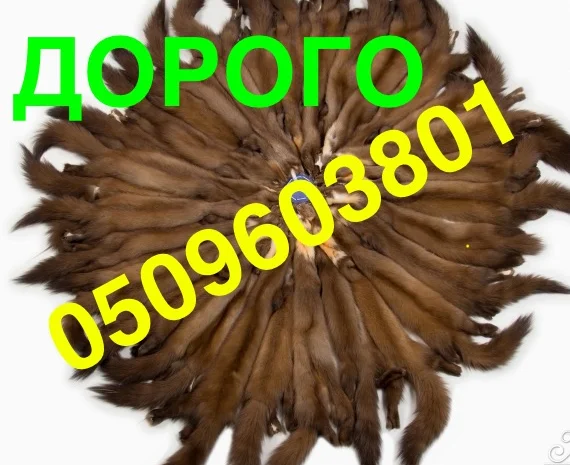 Куплю шкуры куницы по самым высоким ценам- фото № 1