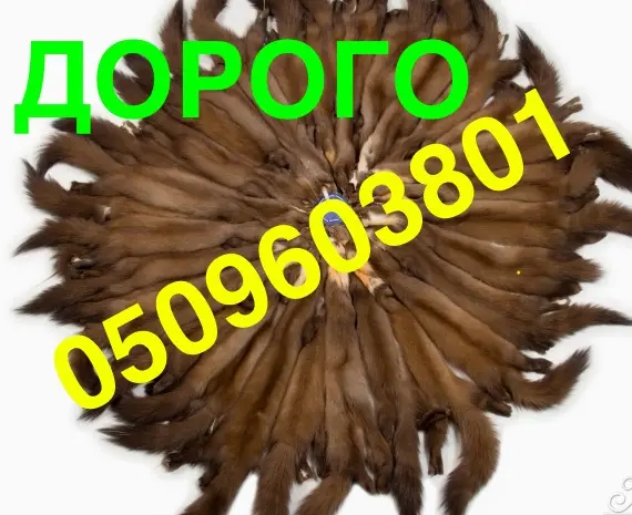 НАИВЫСШИЕ ЦЕНЫ шкура куницы покупаем- фото № 1