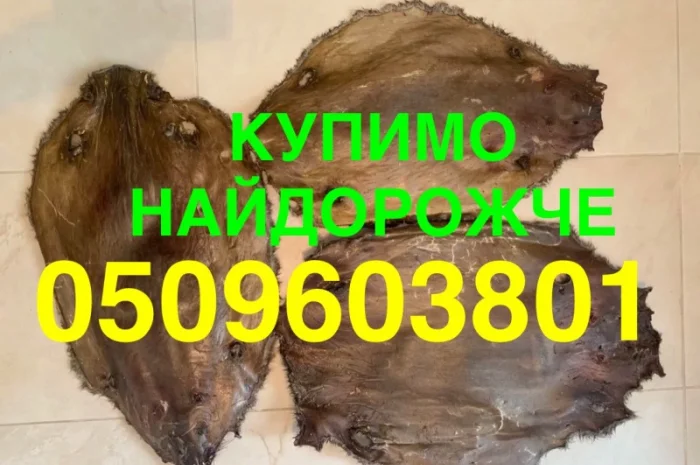 Покупаем ДОРОГО сухого бобра шкуры мех- фото № 1