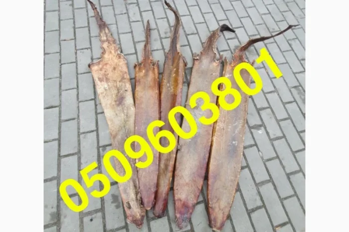 Покупаем сухую шкуру выдры- фото № 1