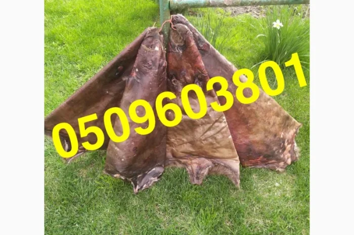 Купуємо сухі не солені шкіри бобра та струю- фото № 1