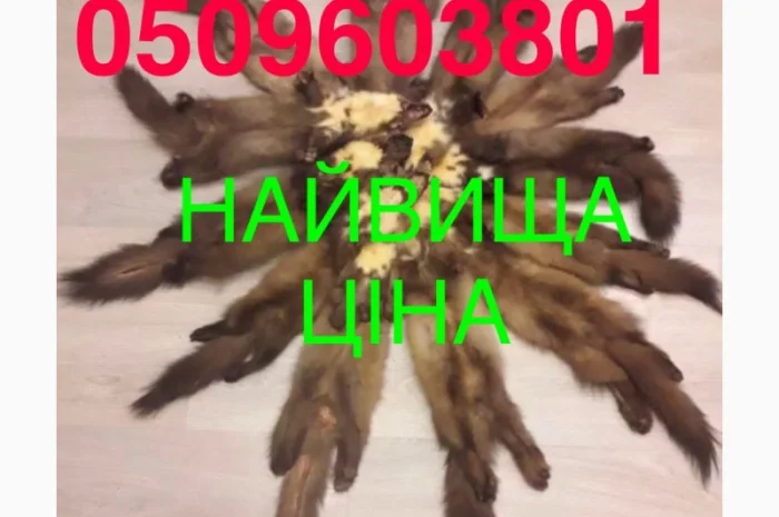 Купим куницу по самой высокой цене- фото № 1