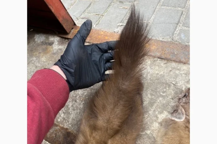 Куплю шкурки куницы и бобра дорого- фото № 1