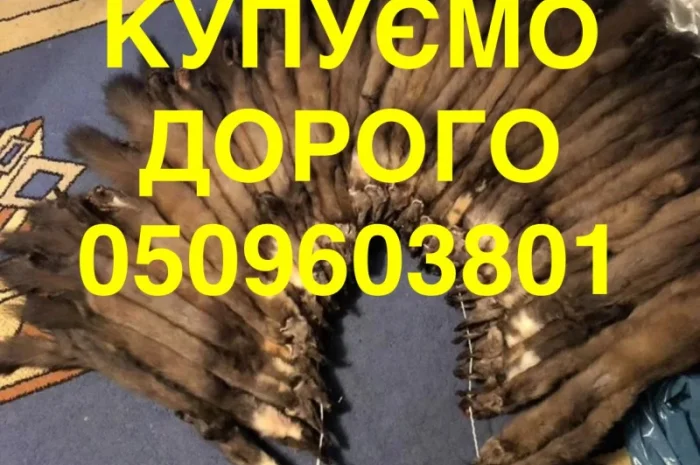 Покупаем шкурки куницы, бобра и зайца- фото № 1