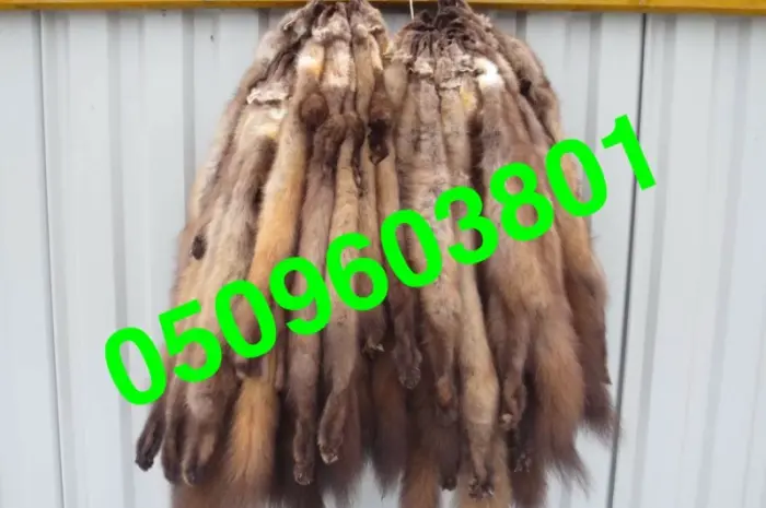 Шкуры куницы- фото № 1