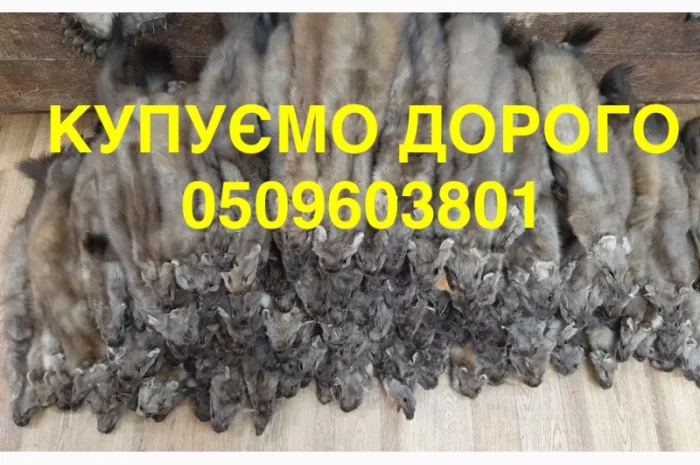 Купим шкурки куницы и бобра по высокой цене- фото № 1