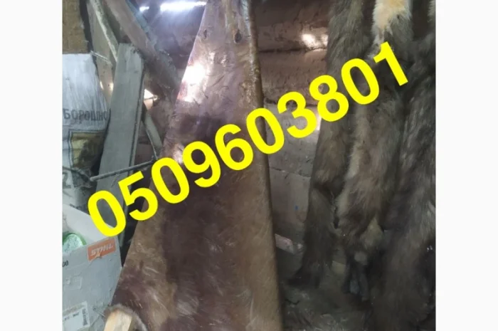 Купим шкурки куницы и бобра по высокой цене- фото № 2