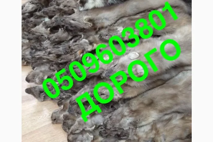 Закупка шкур куницы по высокой цене- фото № 1