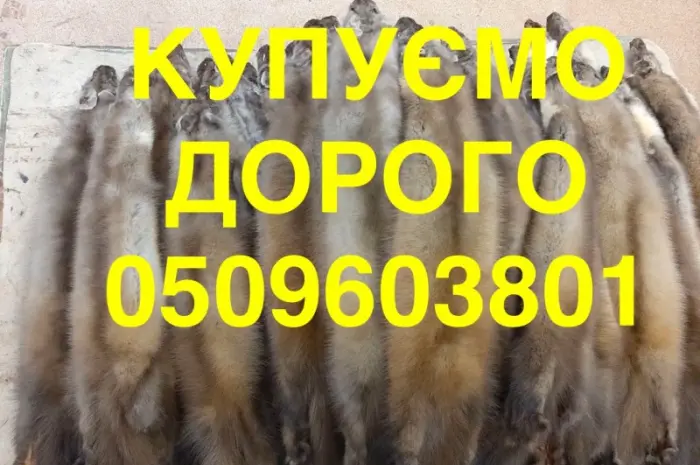 Купівля куплю шкіри куниці ДОРОГО НАЙВИЩА ЦІНА- фото № 1