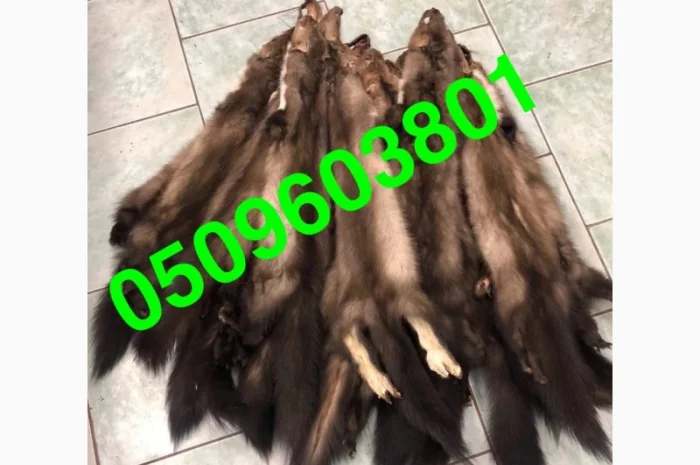 Покупаем куницу и другие меха- фото № 1