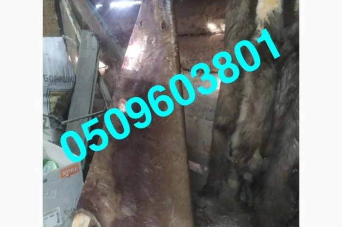 Покупаем шкурки бобра и куницы по лучшим ценам- фото № 1