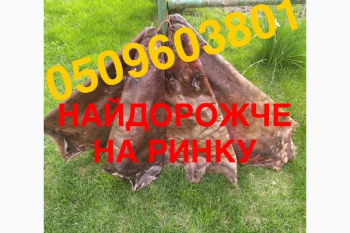 Куплю сухие не соленые шкурки бобра – лучшие цены в Ровно- фото № 1