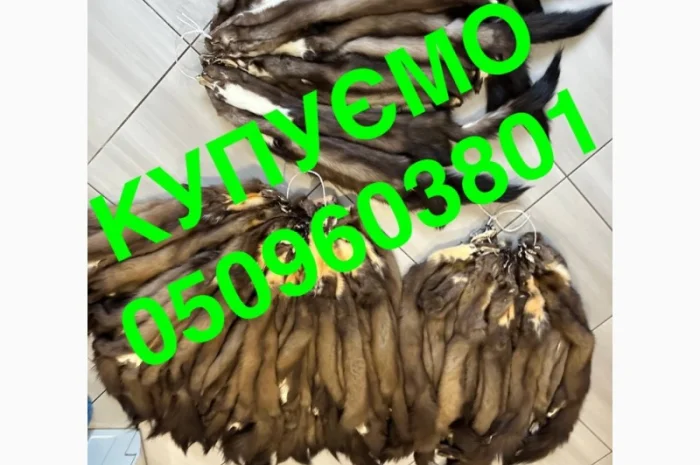 Купуємо вичинене хутро шкіри куниці та хвости ДОРОГО- фото № 1