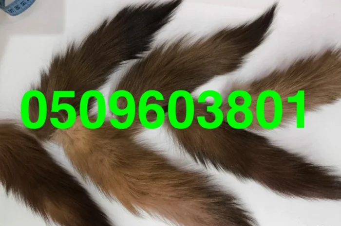 Купуємо вичинене хутро шкіри куниці та хвости ДОРОГО- фото № 2