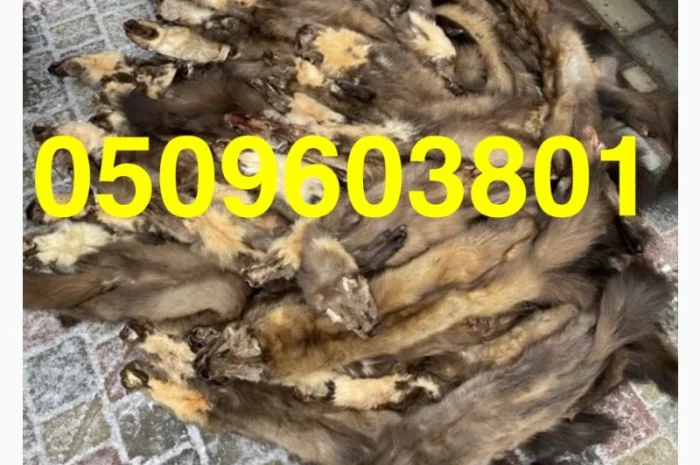 Куниця лісова Кам’янка куплю ДОРОГО- фото № 1