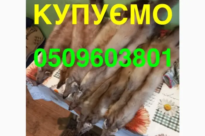 Покупаем ДОРОГО ХУТРО КУНИЦЫ мех шкіри куниця- фото № 1