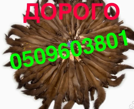 Куплю шкуры кожи мех ДОРОГО- фото № 1