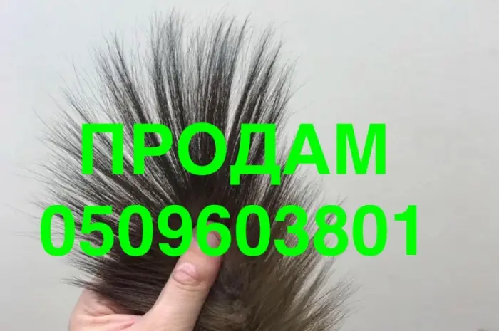 Продам хвосты куницы лесной и каменки- фото № 1