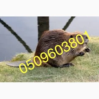 Куплю шкурки бобра, сухие несоленые- фото № 1