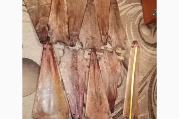 Покупаем сухие шкуры бобра несоленые- фото № 1