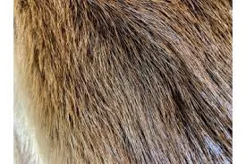 Куплю сухие шкурки бобра по выгодным ценам- фото № 1