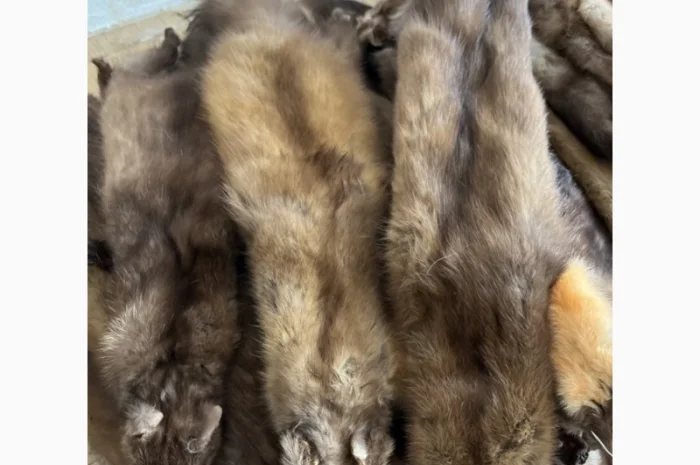 Куплю куницу по выгодной цене в Ровно- фото № 1