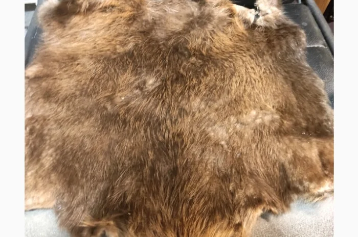 Покупаем дорогое сухое не соленое мехо бобра в Сарнах- фото № 1