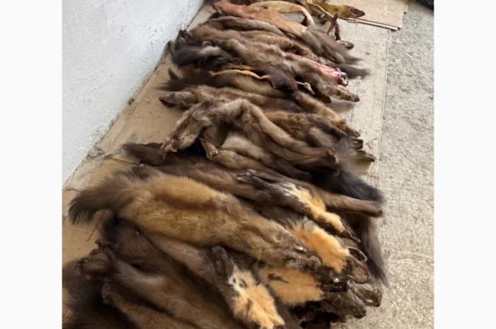 Покупаем качественное хутро куницы и другие шкурки- фото № 1