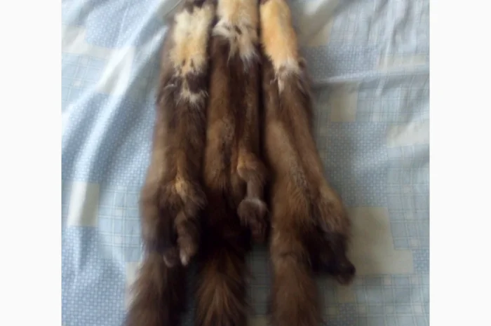Закупаем дорогое меховое сырьё куницы- фото № 1