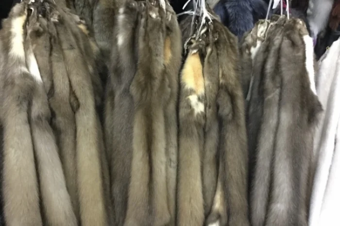 Куплю шкури куницы и бобра по высокой цене- фото № 1