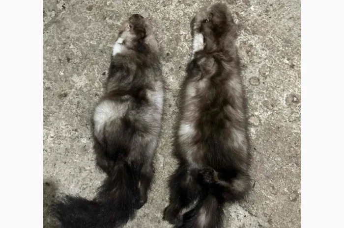 Купую шкури куниці та хутро- фото № 1