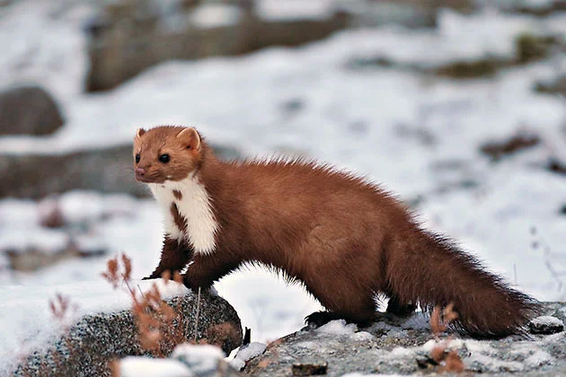 Куплю хутро куницы и другие меха по высокой цене- фото № 1