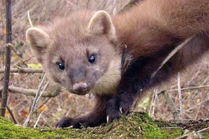 Куплю шкурки куницы- фото № 1