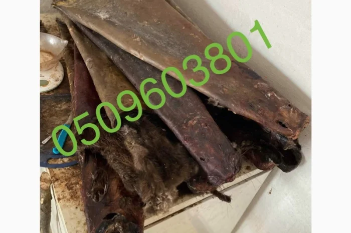 Купую сухі шкури бобра по всій Україні- фото № 1