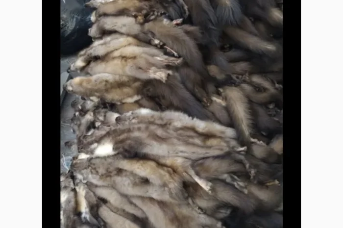 Куплю шкурки куницы и бобра дорого- фото № 1