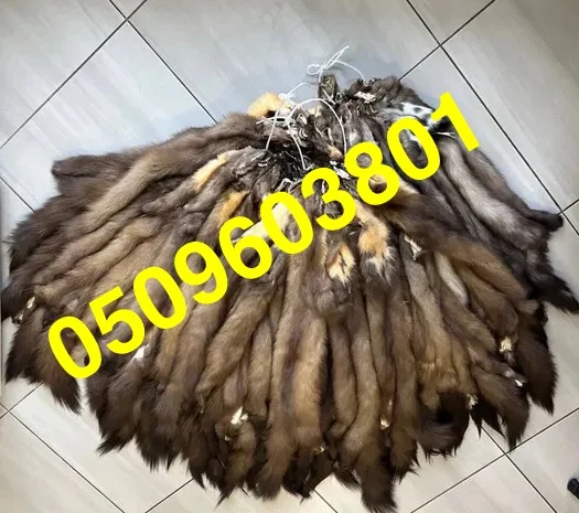 Купуємо шкіри куниці дорого у Чернігові- фото № 1