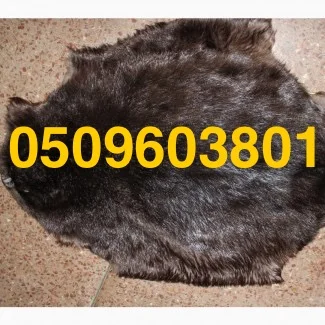 Купуємо сухі не солені шкіри бобра по всій Україні- фото № 1