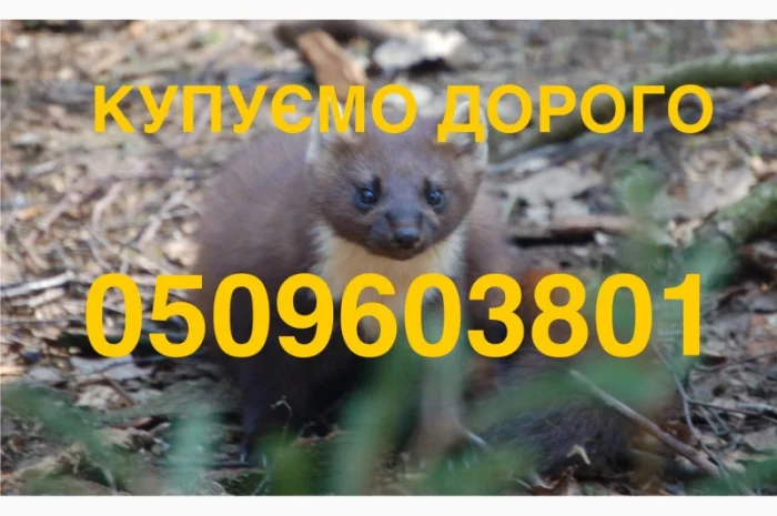 Купуємо шкурки куниці та хутро за найвищими цінами- фото № 1