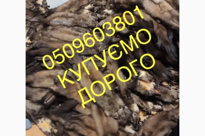 Шкуры куницы покупаем дорого куница- фото № 1
