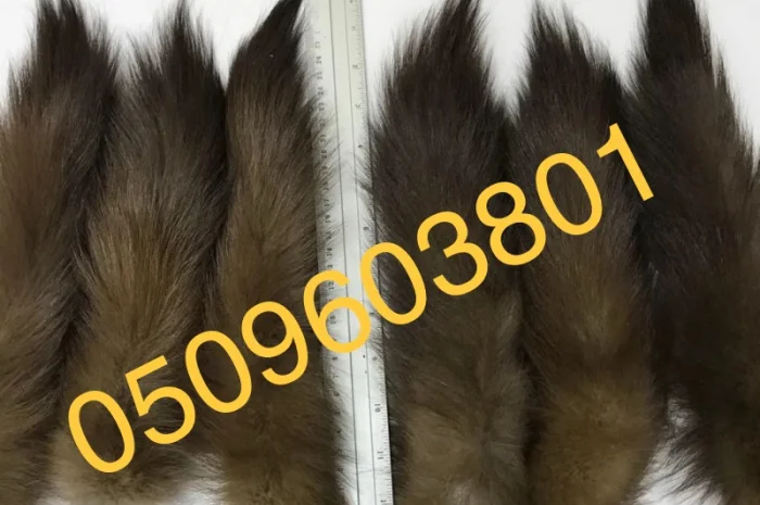 Куплю хвосты куниц дорого- фото № 1